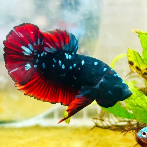 Betta splendens   Betta plakat  vampire